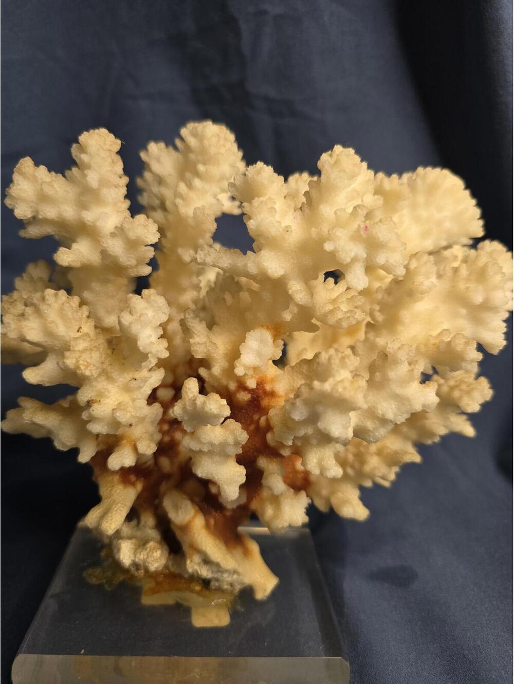 Rare Vintage Natural White Coral Reef Decorative Sculpture on Clear Base